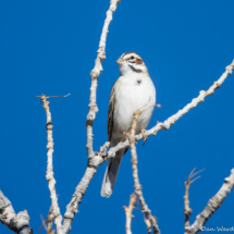 Lark Sparrow-05