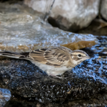 Lark Sparrow-18