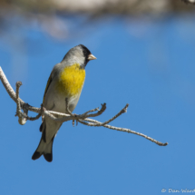 Lawrence's Goldfinch-Male-03