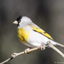 Lawrence's Goldfinch-Male-03