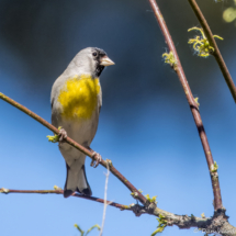 Lawrence's Goldfinch-Male-11