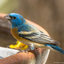 Lazuli Bunting-Male-05