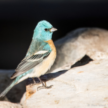 Lazuli Bunting-Male-15