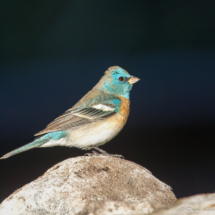 Lazuli Bunting-Male-19