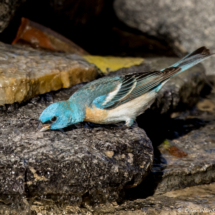 Lazuli Bunting-Male-25