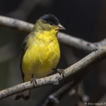 Lesser Goldfinch-Male-02