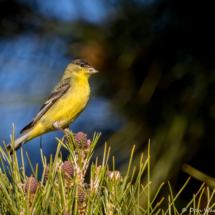 Lesser Goldfinch-Male-03