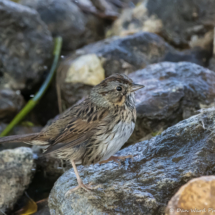 Lincoln's Sparrow-02