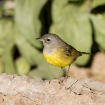 MacGillivray's Warbler-02