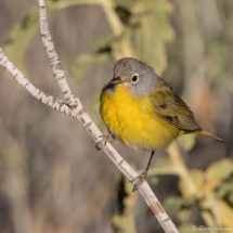 Nashville Warbler-03