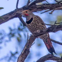 Northern Flicker-01