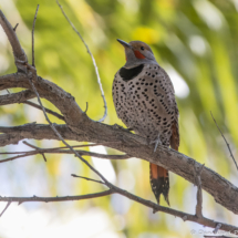 Northern Flicker-03