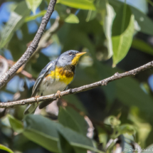 Northern Parula-Male-01