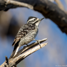 Nuttall's Woodpecker-Female-05