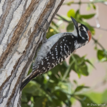 Nuttall's Woodpecker-Male-13