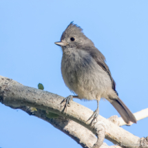 Oak Titmouse-08