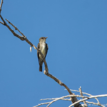 Olive-sided Flycatcher-03