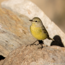 Orange-crowned Warbler-10