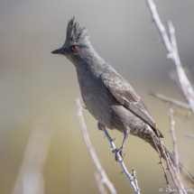 Phainopepla-Female-01