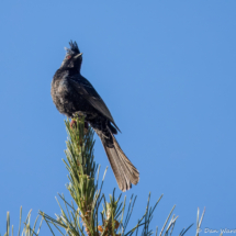 Phainopepla-Male-01