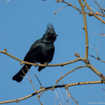 Phainopepla-Male-02