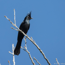 Phainopepla-Male-11