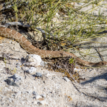 Red-Diamondback Rattlesnake-04