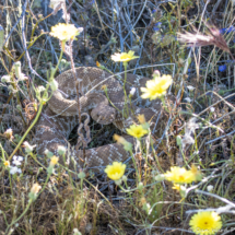 Red-Diamondback Rattlesnake-09