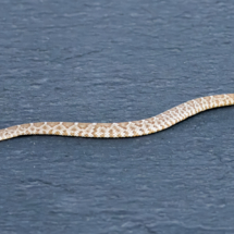 Red Diamondback Rattlesnake-13