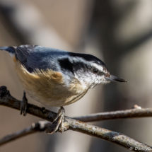 Red-breasted Nuthatch-03