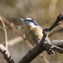 Red-breasted Nuthatch-07