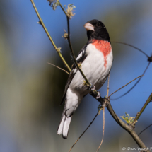 Rose-breasted Grosbeak-Male-01