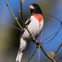 Rose-breasted Grosbeak-Male-08