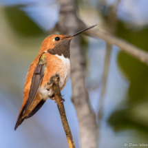 Rufous Hummingbird-09