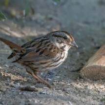 Song Sparrow-07