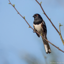 Spotted Towhee-12