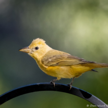 Summer Tanager-Female-07