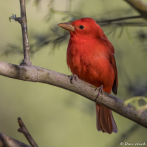 Summer Tanager-Male-10