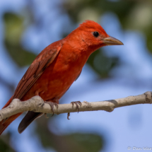 Summer Tanager-Male-22