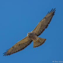 Swainson's Hawk-04