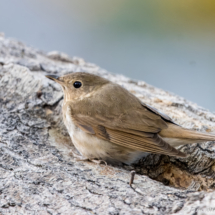 Swainson's Thrush-02