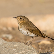 Swaison's Thrush-01