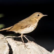 Swaison's Thrush-05