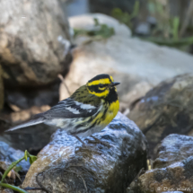 Townsend's Warbler-11