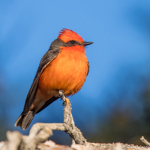 Vermilion Flycatcher-03