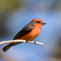 Vermilion Flycatcher-13