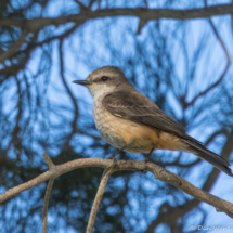 Vermilion Flycatcher-Female-12