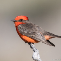 Vermilion Flycatcher-Male-11