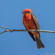 Vermilion Flycatcher-Male-39