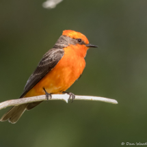 Vermilion Flycatcher-Male-56